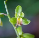 Ephippianthus schmidtii. Цветок. Хабаровский край, р-н имени Лазо, верховье р. Ко, выс. ≈ 700 м н.у.м., долинный хвойный лес. 31.07.2026.