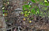 Ficus sycomorus. Соплодия. Португалия, г. Лиссабон, в культуре. 02.08.2025.