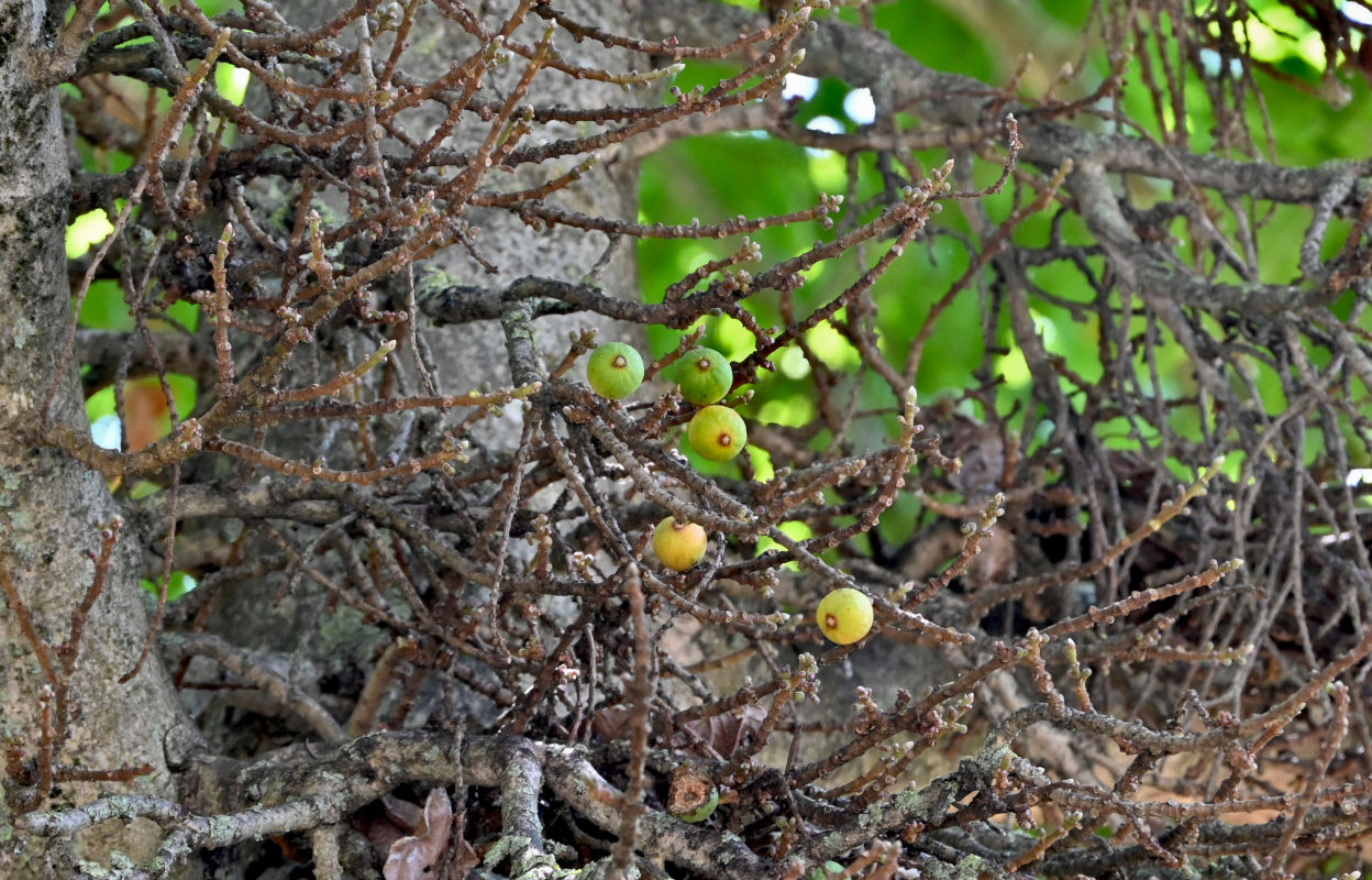 Изображение особи Ficus sycomorus.