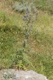 Echinops sphaerocephalus. Цветущее растение. Дагестан, Докузпаринский р-н, окр. с. Текипиркент, ≈ 1500 н.у.м., обочина дороги. 26.07.2026.