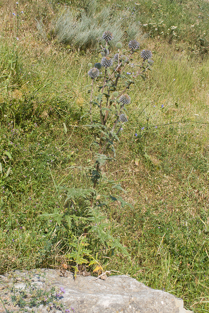 Изображение особи Echinops sphaerocephalus.