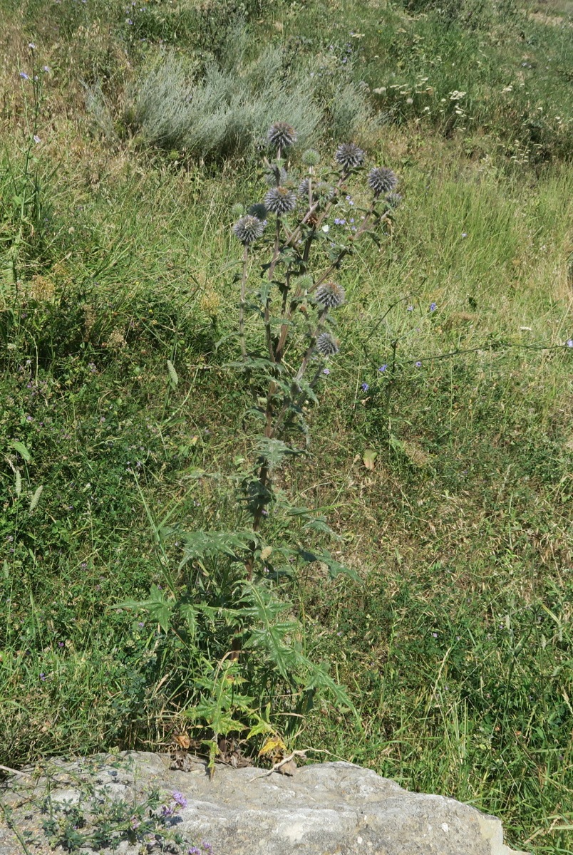 Изображение особи Echinops sphaerocephalus.