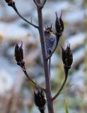 Delphinium elatum