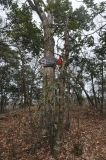 род Carpinus. Ствол дерева с табличкой. Китай, пров. Хунань, гора Тяньмэнь, вершина плато, заросли. 07.03.2015.