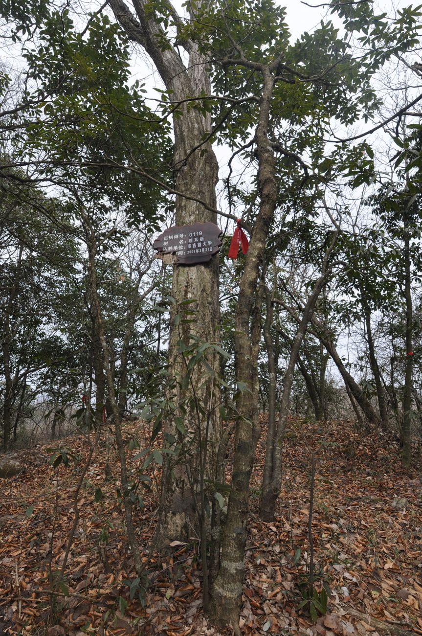 Image of genus Carpinus specimen.