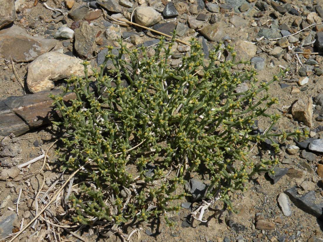 Image of Anabasis brevifolia specimen.