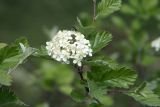 Sorbus persica