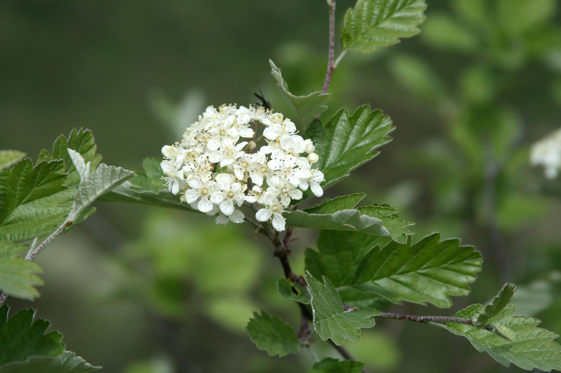 Image of Sorbus persica specimen.