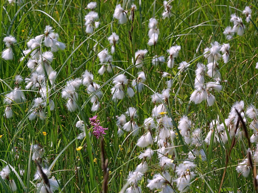 Image of Eriophorum angustifolium specimen.