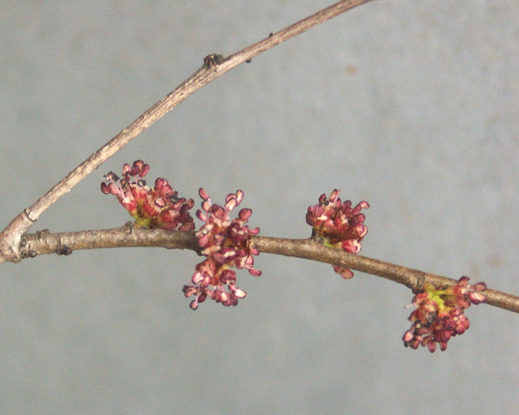 Изображение особи Ulmus pumila.