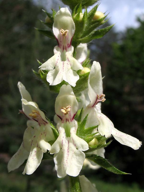 Изображение особи Stachys recta.