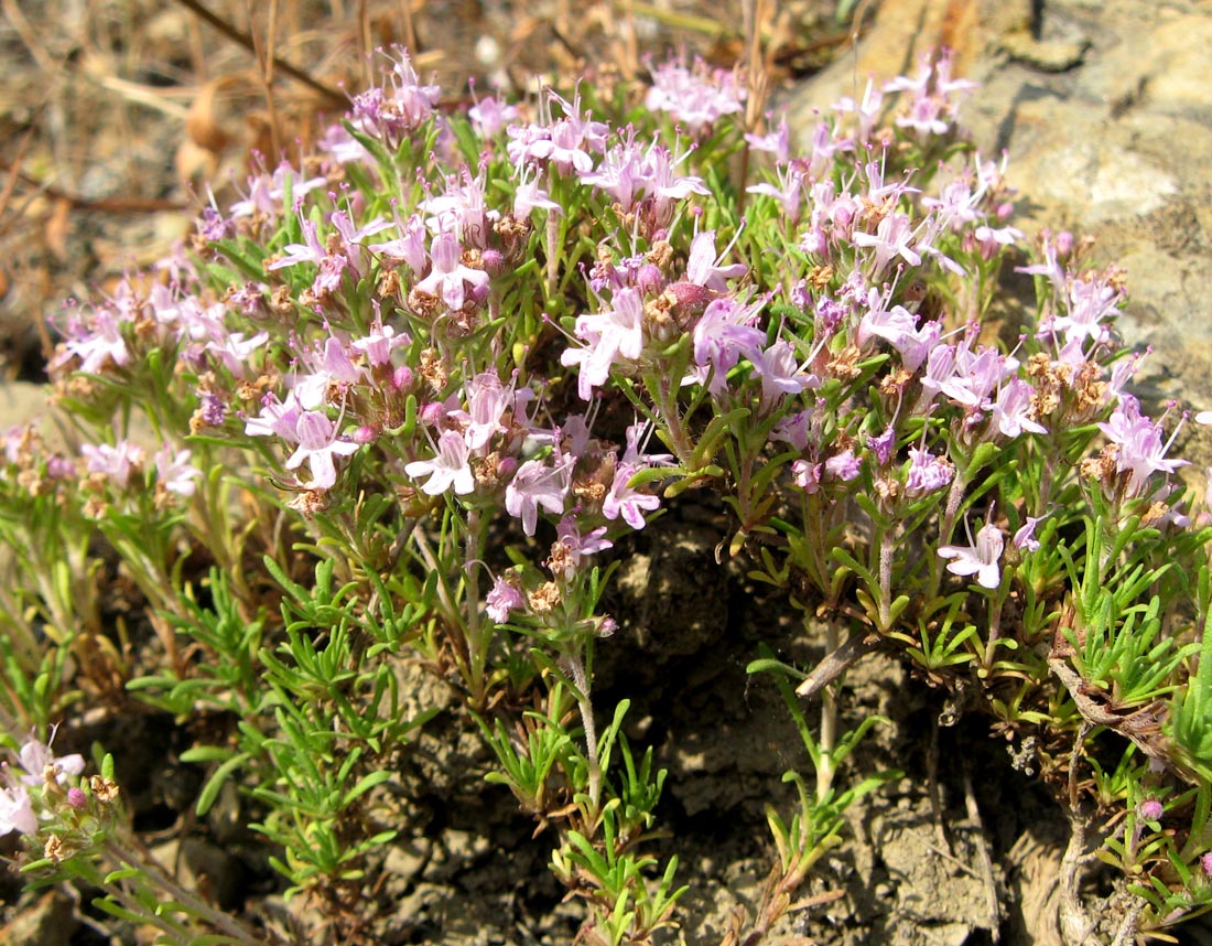 Изображение особи Thymus tauricus.