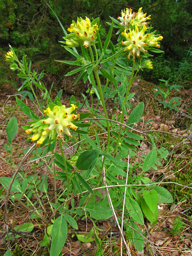 Изображение особи Anthyllis vulneraria var. schiwereckii.