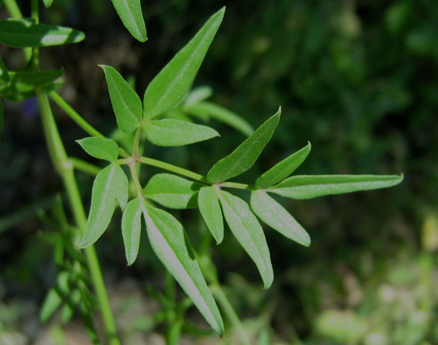 Image of Clematis flammula specimen.