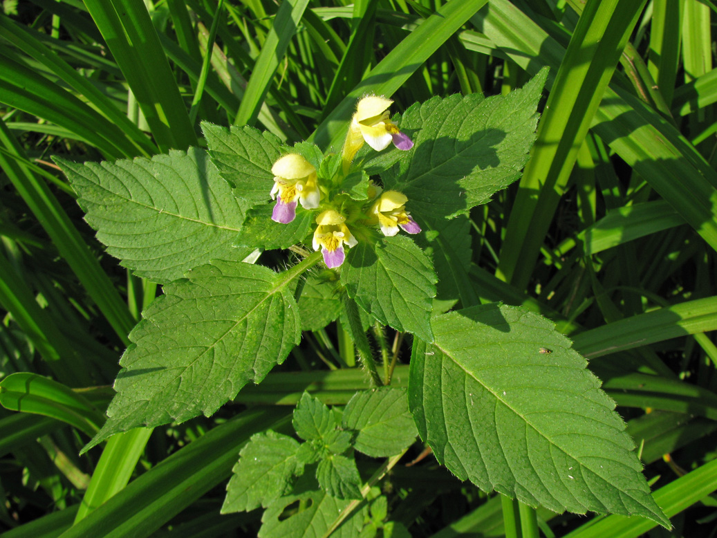 Image of Galeopsis speciosa specimen.