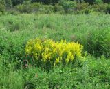 Galium verum. Куртина цветущих растений. Саратовская обл., Аткарский р-н, пойма р. Медведица, заливной луг. Конец июня 2011 г.