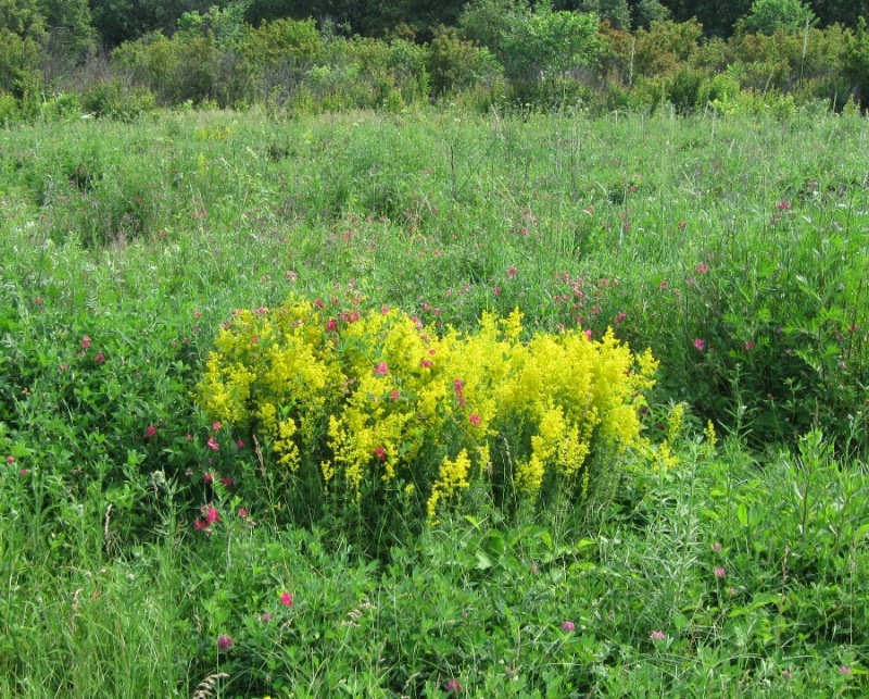 Изображение особи Galium verum.