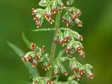 Artemisia vulgaris. Побег с соцветиями. Московская обл., Раменский р-н, Хрипань, дачный участок. 13.08.2005.