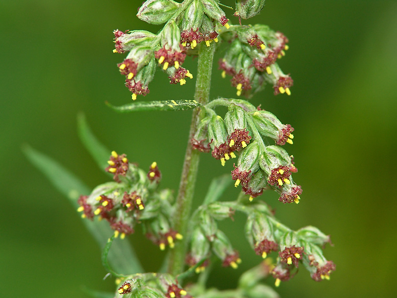 Image of Artemisia vulgaris specimen.