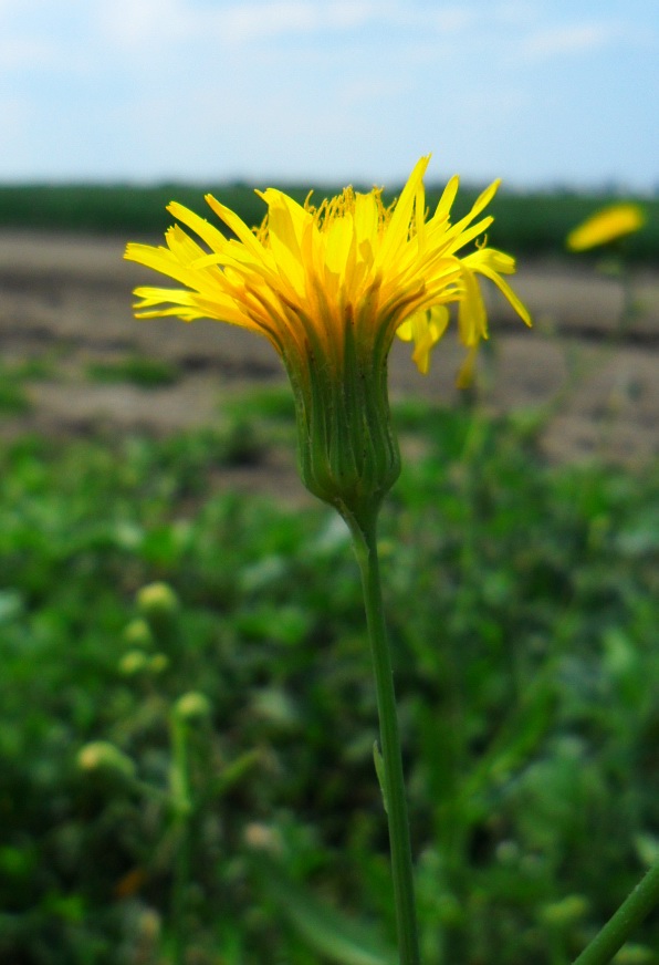 Изображение особи Sonchus arvensis ssp. uliginosus.