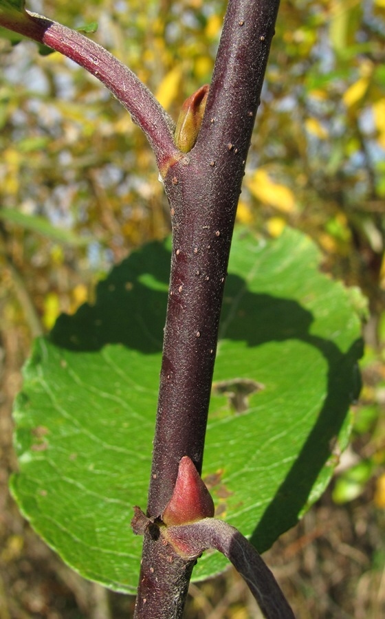 Image of Salix caprea specimen.