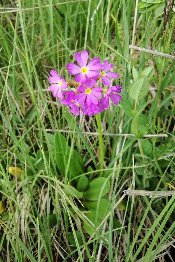Image of Primula auriculata specimen.