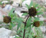 Bidens tripartita