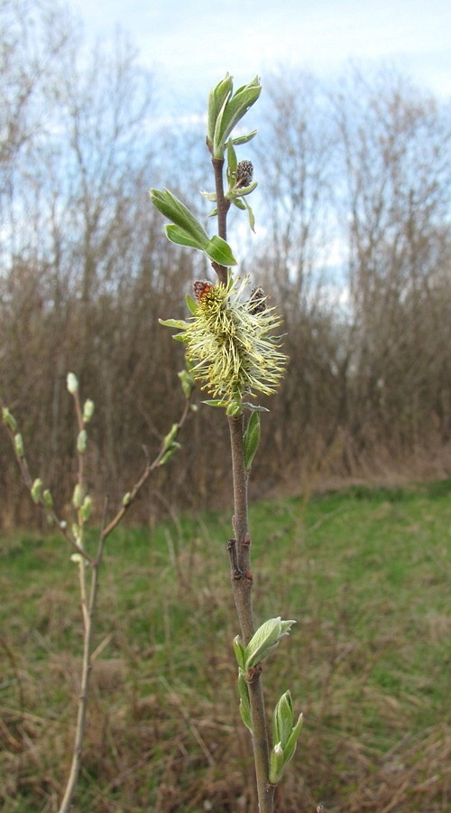 Image of Salix × laurina specimen.