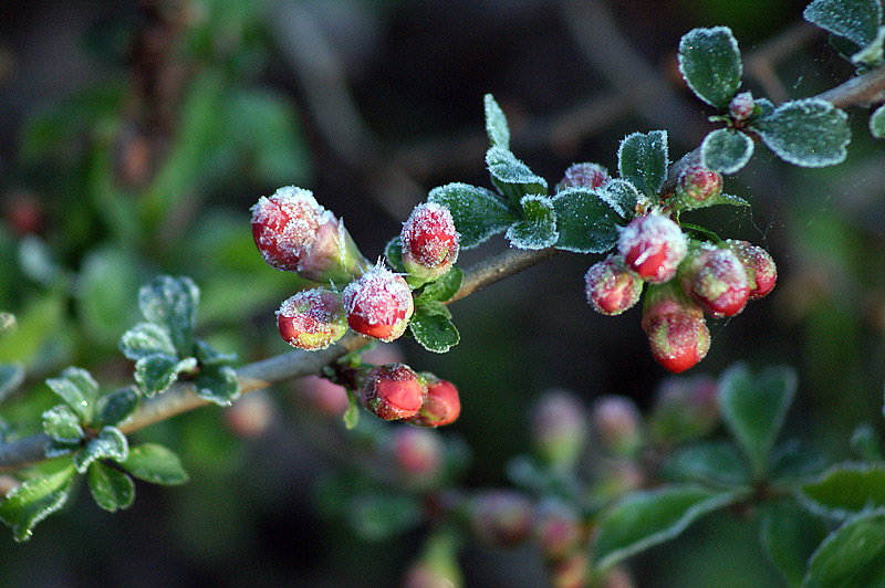 Image of Chaenomeles japonica specimen.