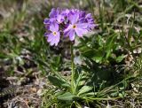 Primula algida