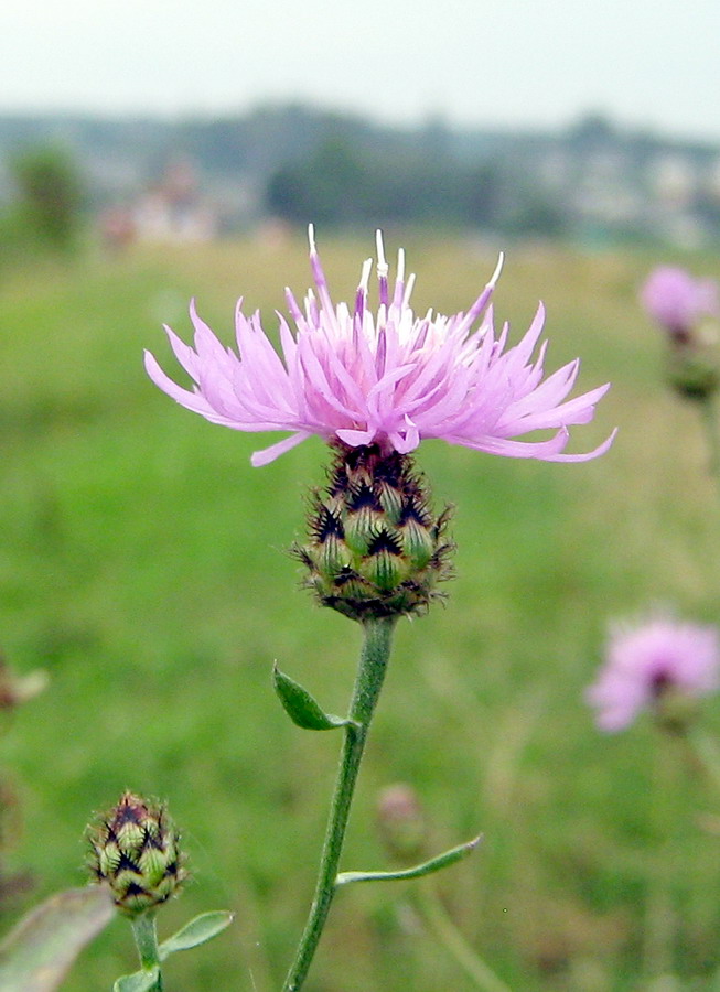 Image of Centaurea stoebe specimen.