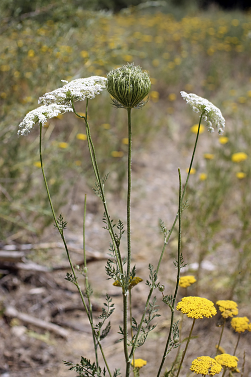 Изображение особи Daucus carota.