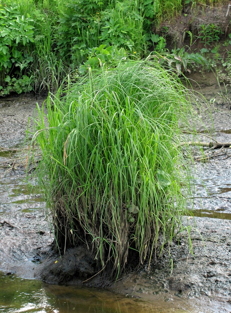 Изображение особи Carex acuta.