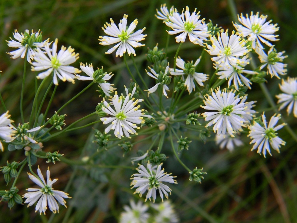 Изображение особи Thalictrum petaloideum.