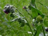 Cynoglossum officinale