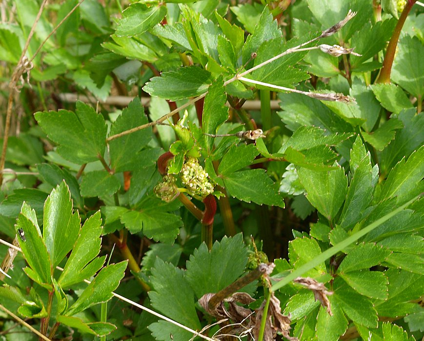 Изображение особи Ligusticum scoticum.