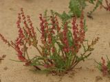 Rumex pictus. Плодоносящее растение. Израиль, песчаный массив на окраине г. Холон. 09.04.2011.