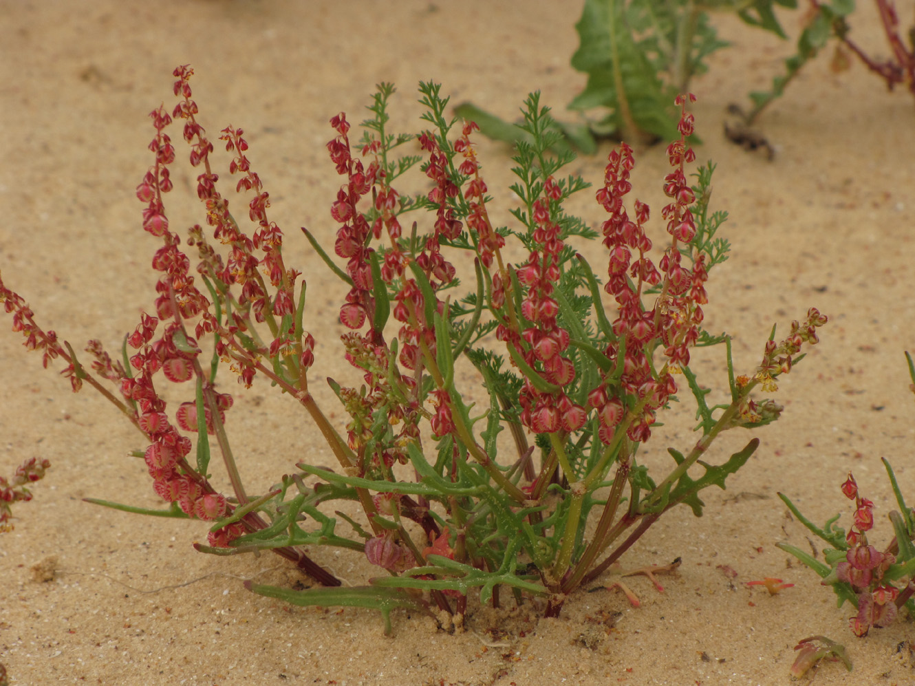 Image of Rumex pictus specimen.