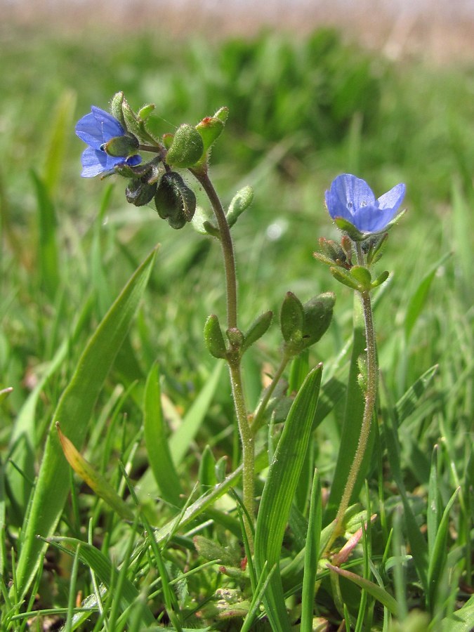 Изображение особи Veronica triphyllos.