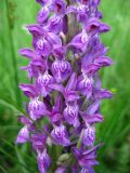 Dactylorhiza majalis. Часть соцветия с нормально окрашенными цветками. Украина, Ивано-Франковская обл., Надворнянский р-н, природный заповедник \"Горганы\", луг на территории усадьбы Горганского лесничества. 18 июня 2011 г.