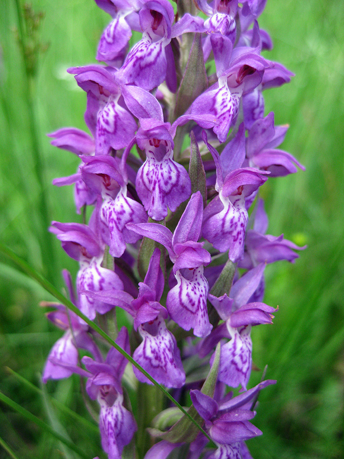 Изображение особи Dactylorhiza majalis.