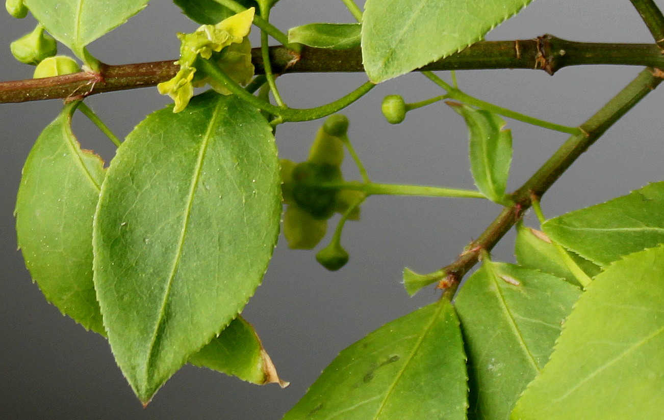 Изображение особи Euonymus alatus.