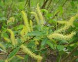 Salix &times; alopecuroides