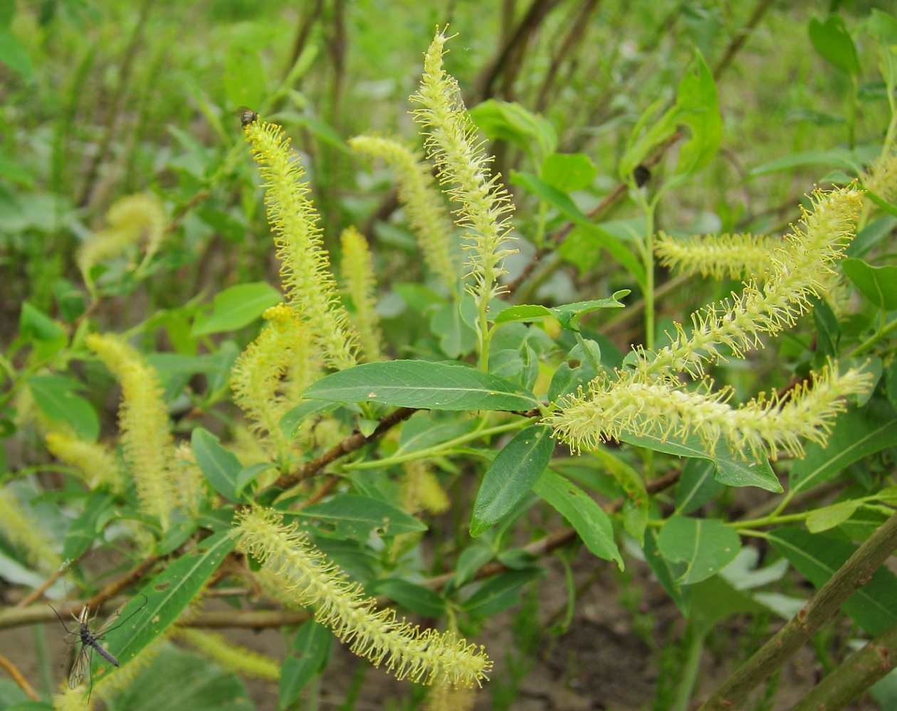 Image of Salix &times; alopecuroides specimen.