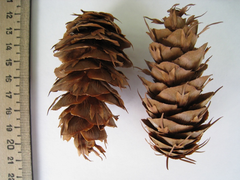 Image of Pseudotsuga menziesii specimen.