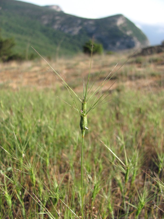 Изображение особи Aegilops biuncialis.
