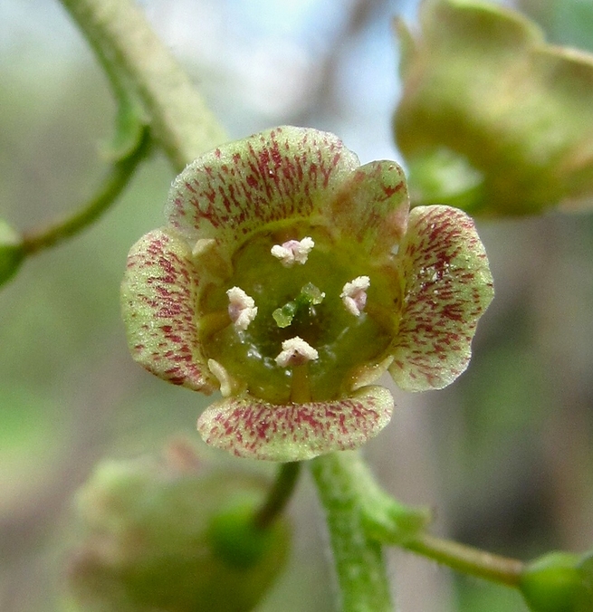 Image of Ribes spicatum specimen.
