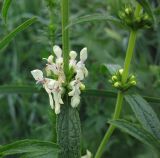 Stachys recta