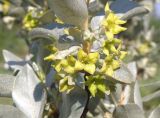 Elaeagnus commutata. Ветвь с листьями и цветками. Окр. Томска, собственный питомник, в культуре. 11 июня 2012 г.
