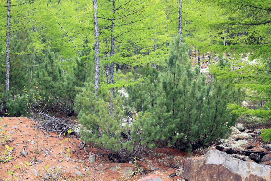 Image of Pinus pumila specimen.
